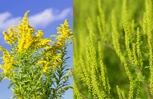 Golden rod vs. Ragweed
