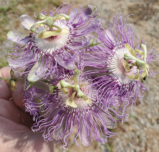 Passion Flower - Invasive species or Magical herbal