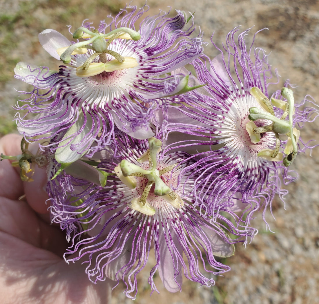 Passion Flower - Invasive species or Magical herbal