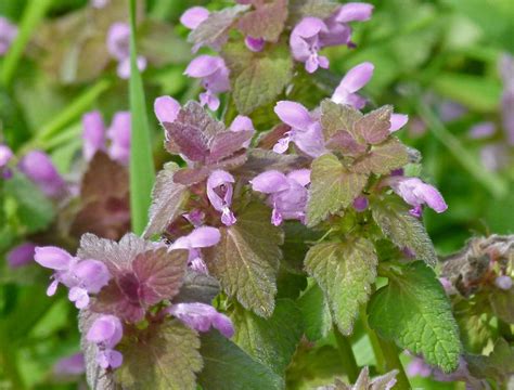 Purple Dead Nettle