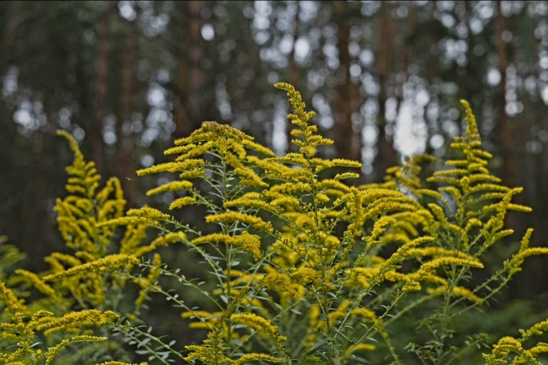 Goldenrod (Solidago spp)