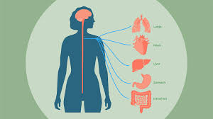 The Vagus Nerve