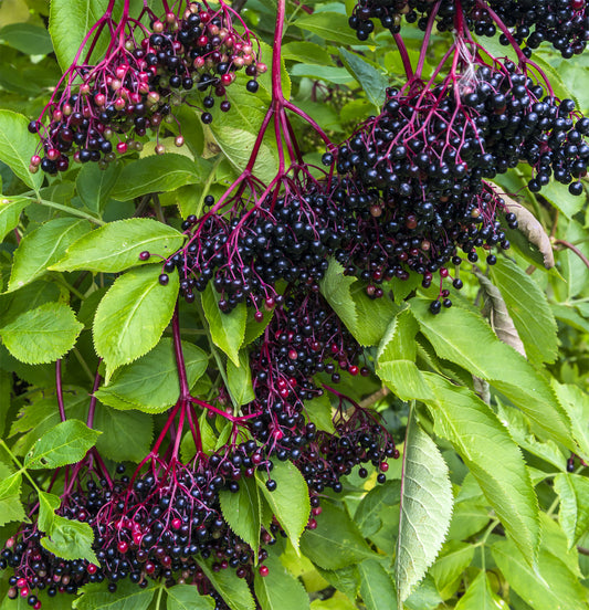 Elderberry, C0^*D, and Autoimmune Diseases