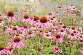 The Truth About Echinacea - Dispelling rumors, safety talk, and some interesting history