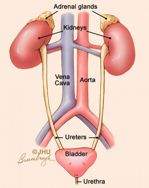 Urinary Tract System Support – Great Faith Organics