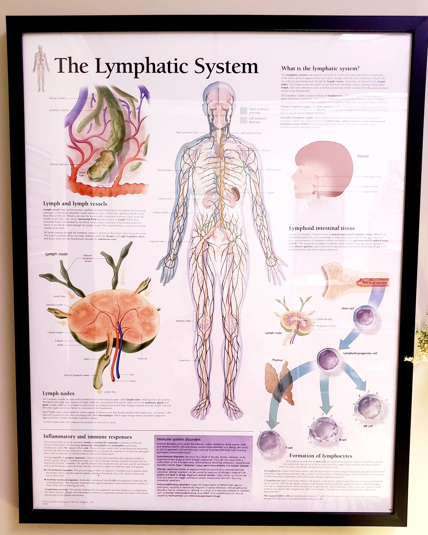 Lymphatic System Support